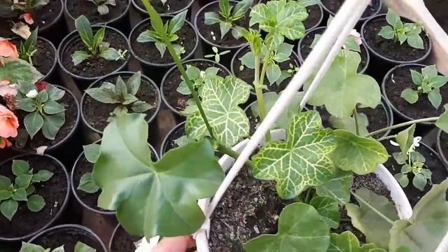 ПЛЮЩЕЛИСТНЫЕ пеларгонии. Какие бывают проблемы. смотреть онлайн