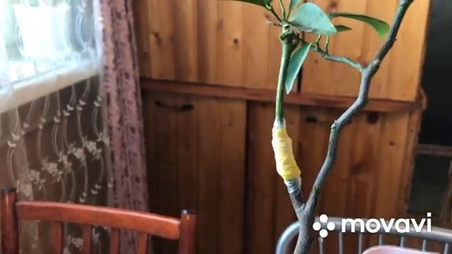 Прививка веточек мандарина? на кустик выращенный из косточки. смотреть онлайн