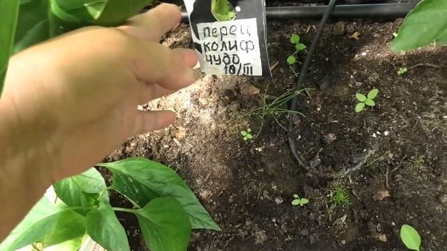 25-27 07 2022г опыляю лагенарию,зацвели лилии дача под Архангельском смотреть онлайн