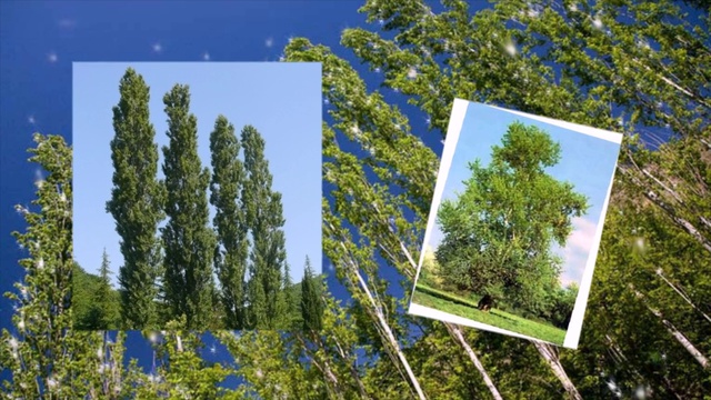 Стихи Г. Колесникова, музыка Г.Пономаренко, видео А.Цаплина - "Тополя" смотреть онлайн