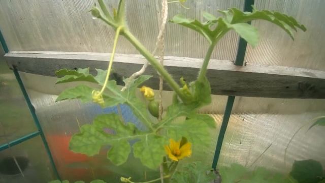 Арбузы на Севере 1 го июля смотреть онлайн