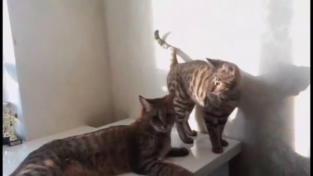 Чаузи ф1, год и чаузи ф2 в 2,5 Мес от камышового кота (шаузи)