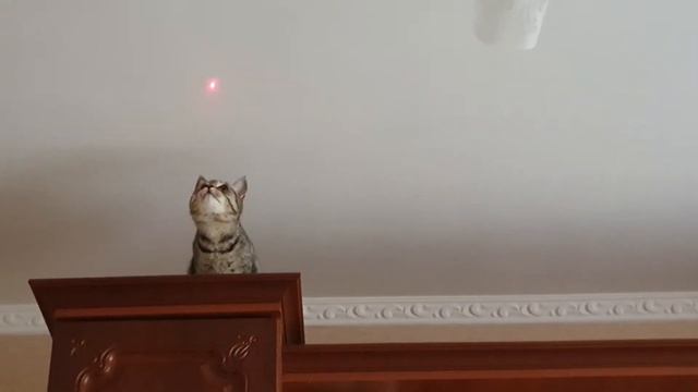 Кошка мурлыкает на лаз указку смотреть онлайн