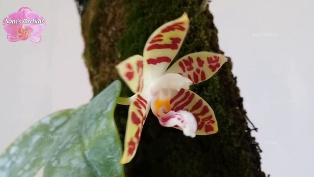 Phalaenopsis Sumatrana (species Orchid)