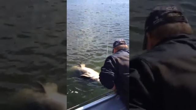 Рыбалка в Саратове Сом Джиг Рыбалка на Волге Жесть - Fishing in Saratov Catfish fishing in volga смотреть онлайн