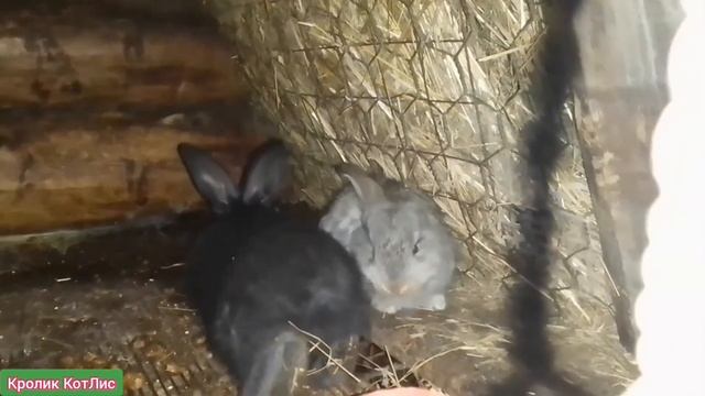 ЧЕМ КОРМИТЬ КРОЛИКОВ.Как кормить кроликов. КОРМОСМЕСИ для кроликов.ДОЗИРОВКА КОРМОВ для КРОЛИКОВ. смотреть онлайн