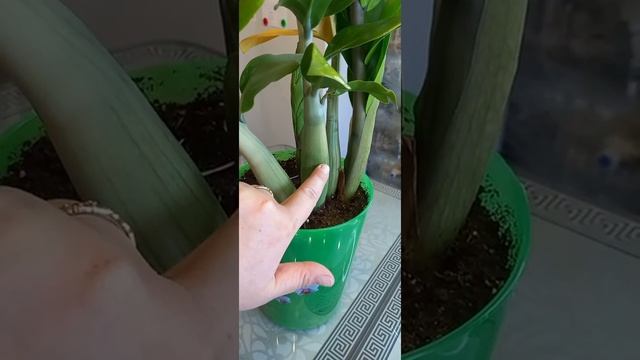 ЗАМИОКУЛЬКАС: пожелтел лист? смотреть онлайн