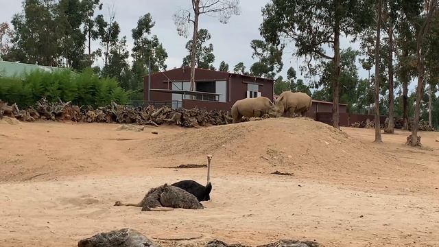 Jardim Zoológico No Porto - Santo Inácio. ? Зоопарк в Порто, Португалия.