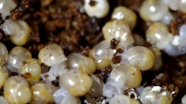 Новорожденные улитки ахатины