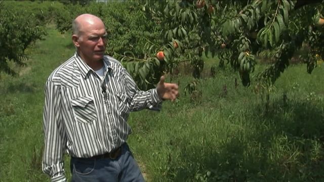 How to Maintain a Peach Orchard | P. Allen Smith Cooking Classics смотреть онлайн