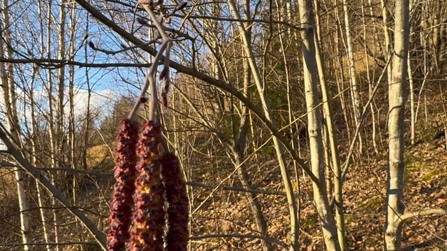 🍄🍄🍄Похід у ліс на схили Карпатської полонини 18 лютого 2024року смотреть онлайн