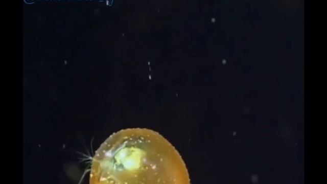 Шостакович - Вальс №2 (Русский вальс) Красота подводного мира. Океан. #sea #ocean #underwater #worl смотреть онлайн