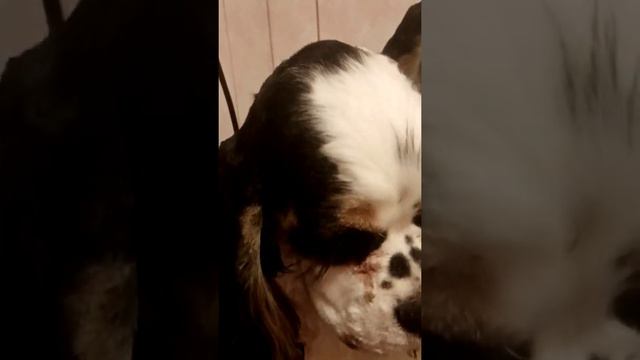 Два богатыря Аллегро и Ромео 6мес смотреть онлайн