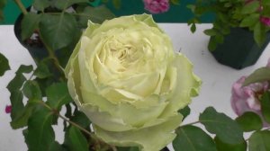 日本のばらRoses of Japan わかなWakana