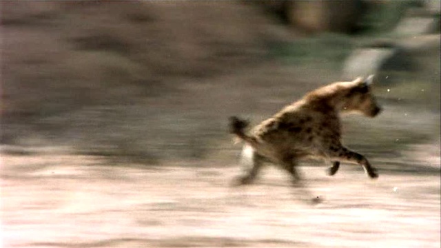 Наверное боги сошли с ума. Отрывок-1