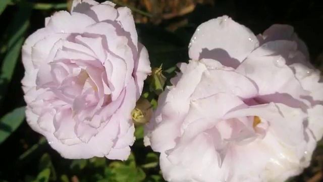 Amazing And Most Beautiful Eustoma Flowers |  Lisianthus Flowers