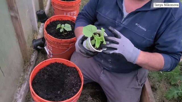 И опять ВЫСАЖИВАЕМ ОГУРЦЫ В ВЁДРА смотреть онлайн