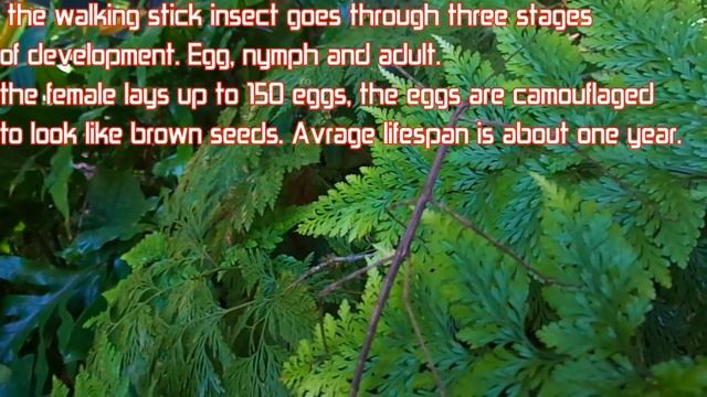 Phasmatodea ( Stick insect ) смотреть онлайн