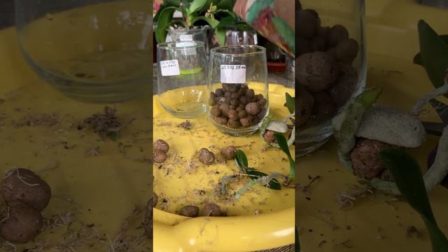 Пересадка деток в керамзит смотреть онлайн