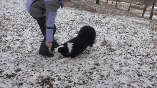 ЗАРЯДКА ДЛЯ СОБАКИ Как поддерживать физическую форму у собаки. Делаем зарядку, разминаем мышцы смотреть онлайн