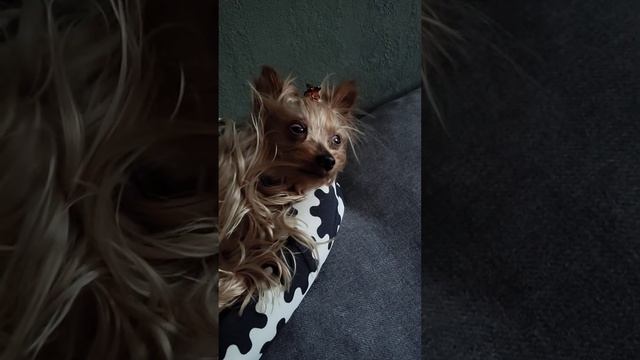 Габби гавкает во сне