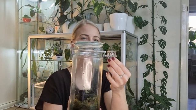 Anthurium Seedling Care