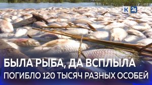 На Кубани массово гибнет рыба
