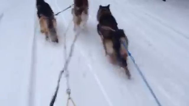 Хаски и немецкая овчарка в упряжке смотреть онлайн