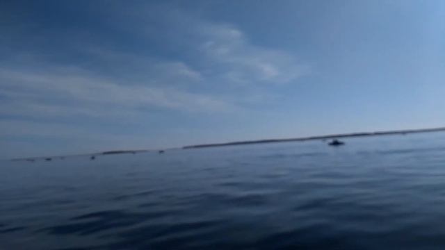 Камбала на белом море) смотреть онлайн