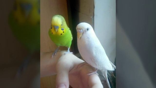 Жизнь Ромы и Белочки/Кому интересно-смотрите)) смотреть онлайн