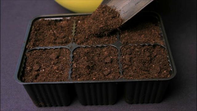 Что сажать на рассаду в январе, феврале