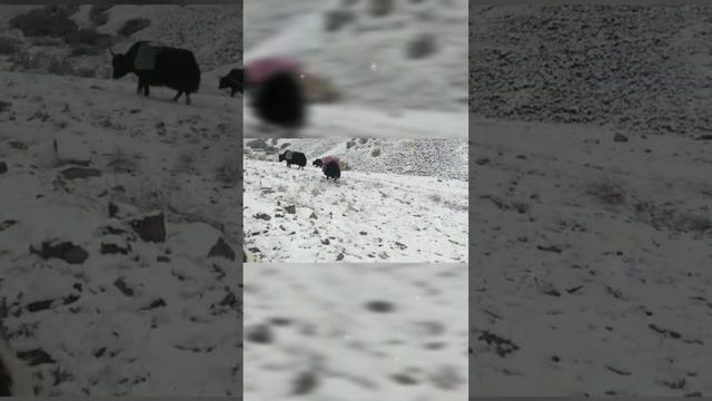 Як, Высокогорье, Перевал, Волки и Яки/ Yak animal in High mountains and passes смотреть онлайн