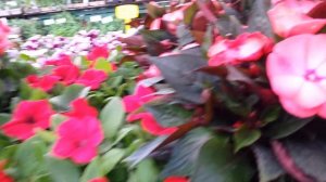 Рижский центральный рынок. Как продают цветочную рассаду в розницу.