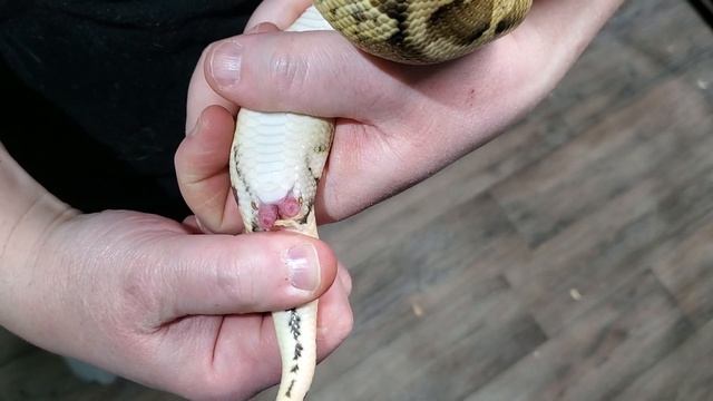 How to "pop" a ball python. (QUICK VID) смотреть онлайн