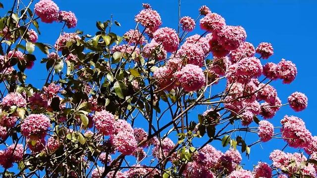 TREES IN BLOOM (TABEBUIA-IMPETIGINOSA, HANDROANTHUS-IMPETIGINOSUS), IPÊ-ROXO. Flowering trees. смотреть онлайн