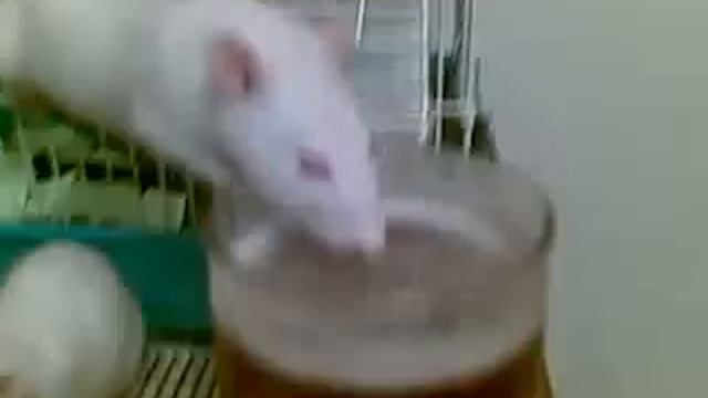 эти забавные животные.mp4 смотреть онлайн
