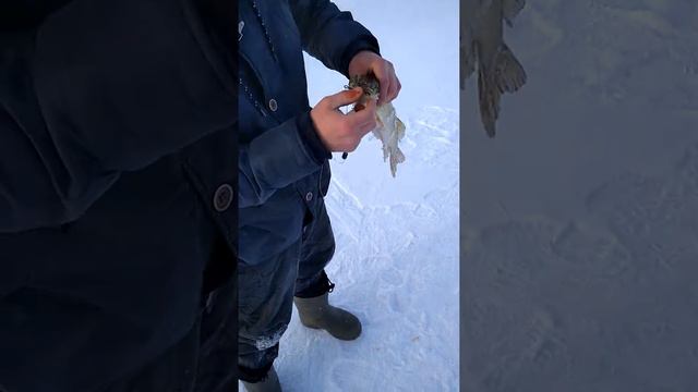 Поймали крокодила жесть!! смотреть онлайн
