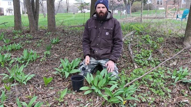 How to ID Wild Ramps & Best Practices: Wild Earth Tutorial смотреть онлайн