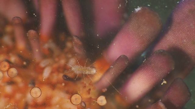Тайная жизнь морского ежа смотреть онлайн