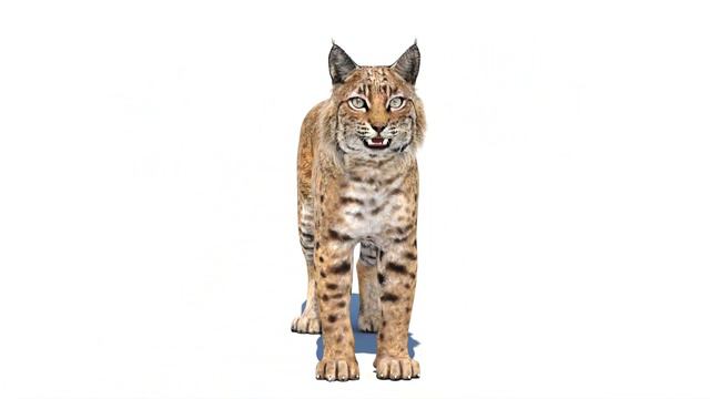 Bobcat 3D Model for Download | PROmax3D смотреть онлайн