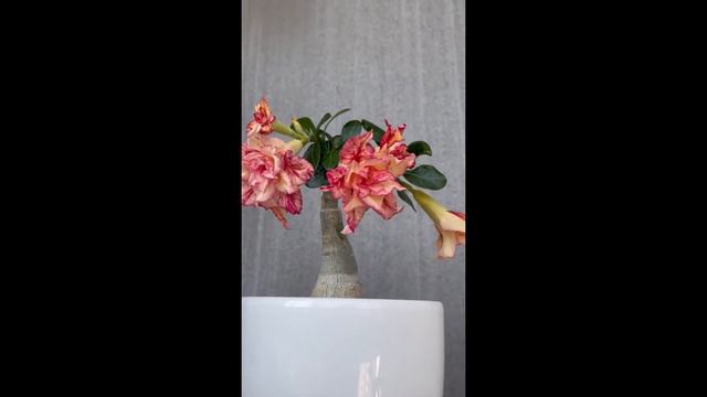 Adenium Fierce Star