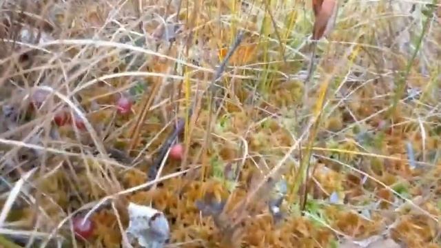 За клюквой! часть 2. смотреть онлайн