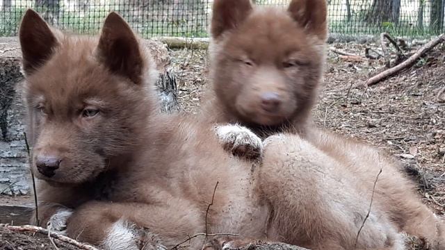 Гибрид Волка. Рыжики. смотреть онлайн