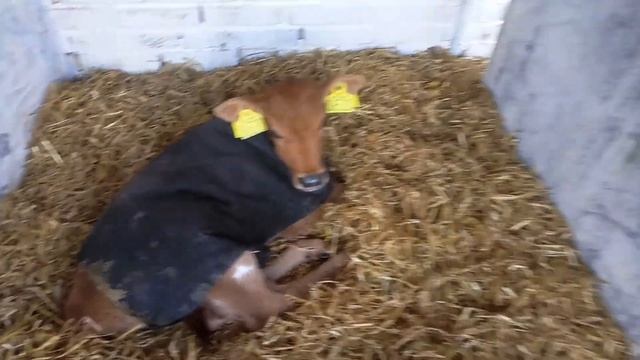 Телята коров джерсийской породы смотреть онлайн