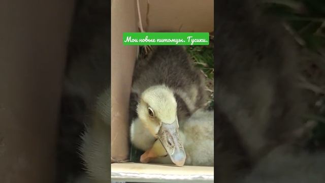 Едем с гусями домой."Один серый, другой белый, два весёлых гуся ....." смотреть онлайн