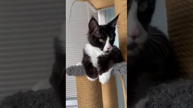 Мейн Кун,котенок,продажа, документы, Алушта Крым, доставка по России +79788577023,цена 50 тыс руб смотреть онлайн