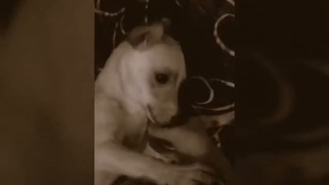 Собака! Бобо кусака смотреть онлайн