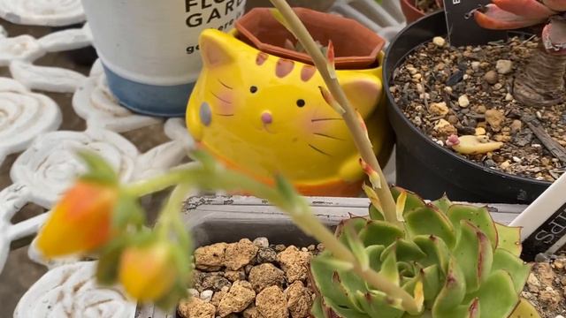 Echeveria Fire Lips 🔥 👄/エケベリア　ファイアーリップ смотреть онлайн