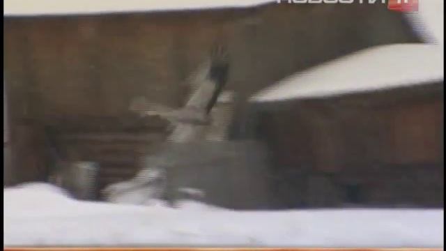 Журавль в руках: свердловчане смогли приручить... смотреть онлайн