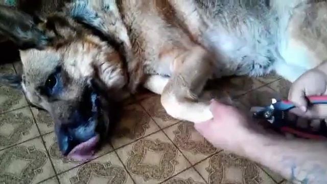 Как подстричь когти собаке в домашних условиях самому смотреть онлайн